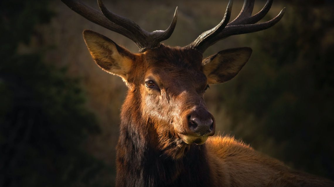 close up photo of brown deer